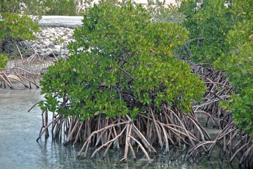 Red mangrove (Rhizophora mangle)