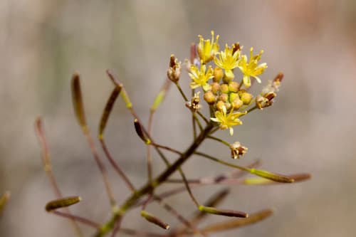 Tansy Mustard (Descurainia pinnata)
