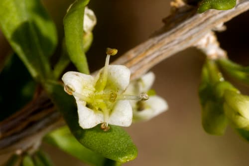 Berlandier's Wolfberry (Lycium berlandieri)