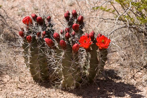 Claret Cup Cactus (Echinocereus triglochidiatus)
