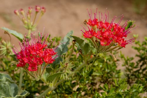 Devil's Bouquet (Nyctaginia capitata)
