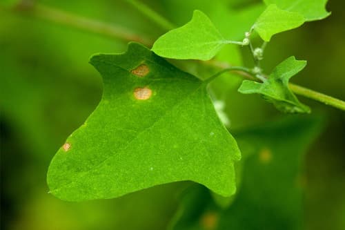 Fremont'S Goosefoot (Chenopodium fremontii)