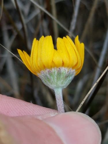 Four-nerve Daisy (Tetraneuris scaposa)