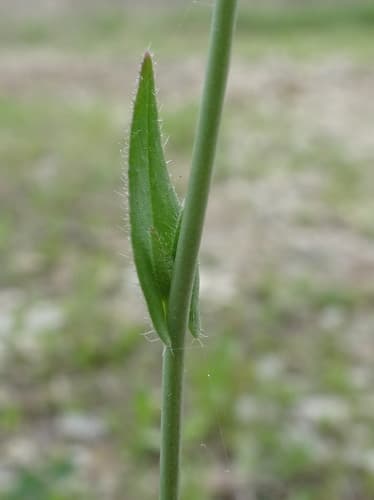 Lesser Gold-of-pleasure (Camelina microcarpa)