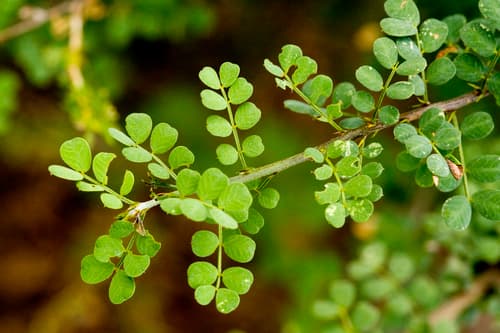 Canyon Senna (Senna wislizeni)