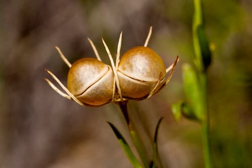 Showy Menodora (Menodora longiflora)