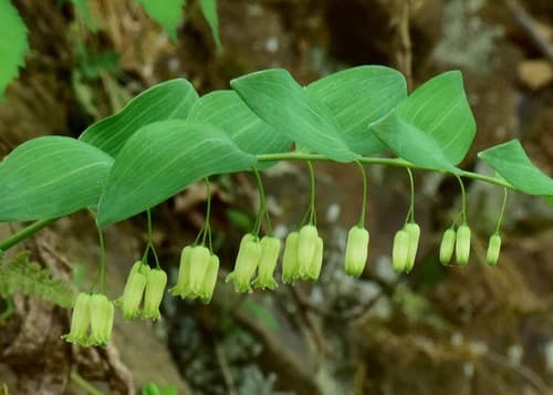 American Solomon's-seal (Polygonatum biflorum)
