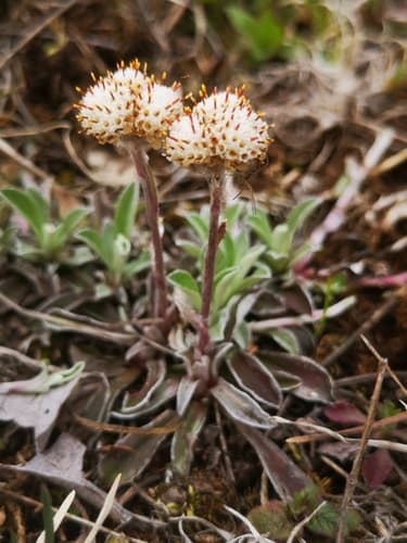 Field Pussytoes (Antennaria neglecta)