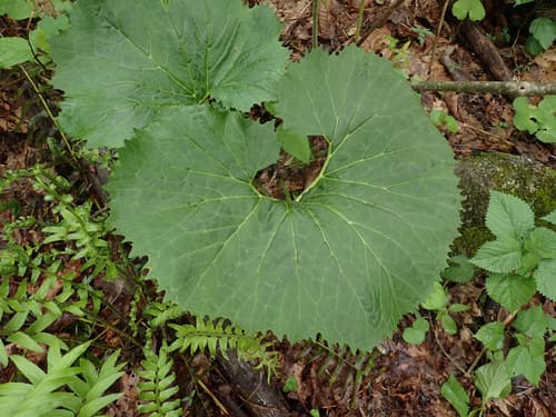 Great Indian Plantain (Arnoglossum reniforme)