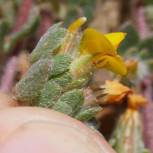 Shortpod lotus (Acmispon brachycarpus)