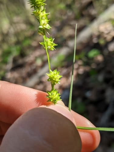 Bur-reed Sedge (Carex sparganioides)