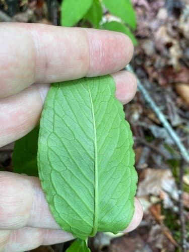 Small Jack-In-The-Pulpit (Arisaema pusillum)