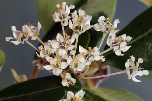 Bigpod Ceanothus (Ceanothus megacarpus)