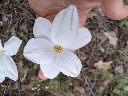 Prairie Lily (Zephyranthes drummondii)