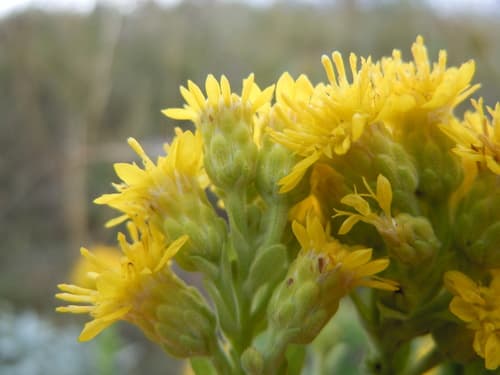Stiff Goldenrod (Solidago rigida)