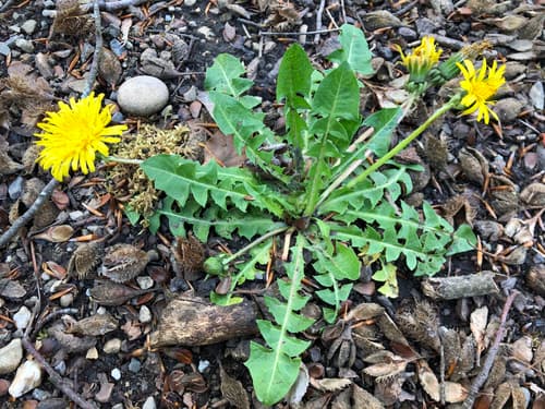 Blowball (Taraxacum officinale)