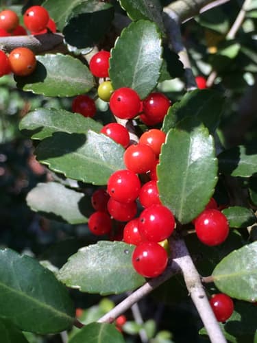 Yaupon Holly (Ilex vomitoria)