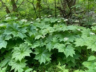 American Umbrellaleaf (Diphylleia cymosa)