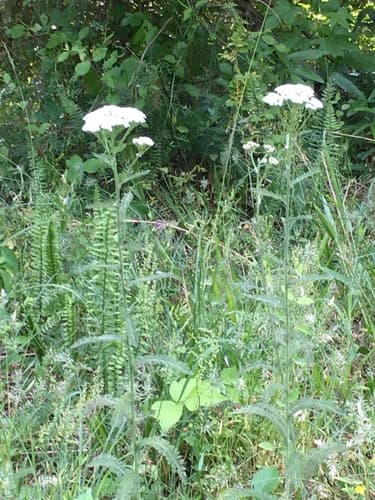(Achillea gracilis)