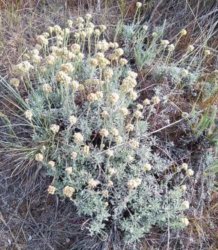 Umber Pussytoes (Antennaria umbrinella)