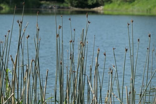 Hardstem Bulrush (Schoenoplectus acutus)