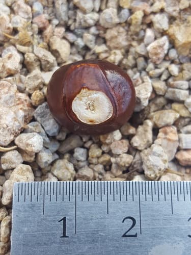 Mexican Buckeye (Ungnadia speciosa)