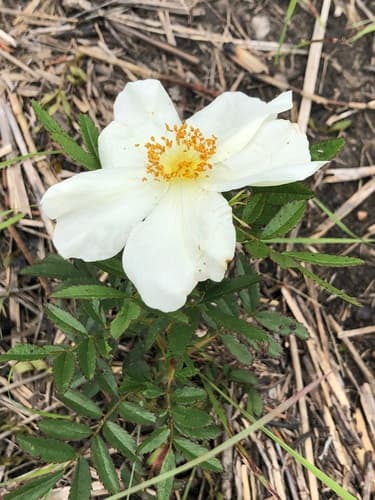 White Prairie Rose (Rosa foliolosa)