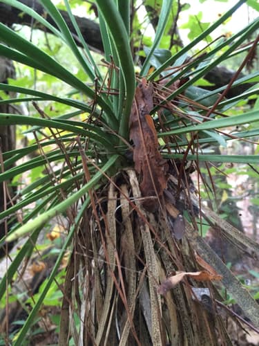 Louisiana Yucca (Yucca louisianensis)