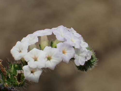Turnsole (Heliotropium indicum)