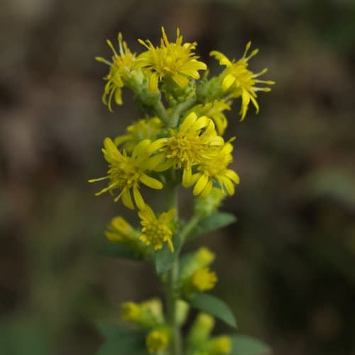 Stout Goldenrod (Solidago squarrosa)