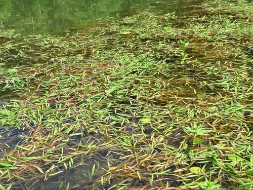 Southern Watergrass (Luziola fluitans)