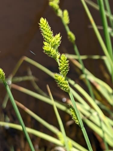 Silvery Sedge (Carex canescens)
