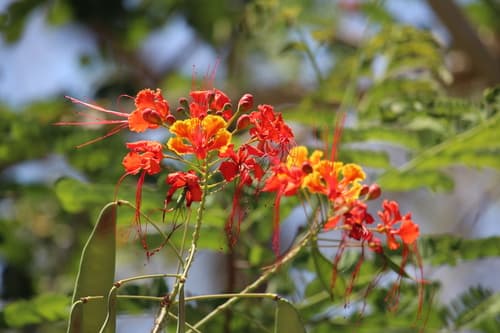 Dwarf poinciana (Caesalpinia pulcherrima)