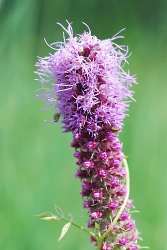 Prairie Gayfeather (Liatris pycnostachya)