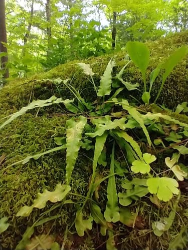 Walking Fern (Asplenium rhizophyllum)