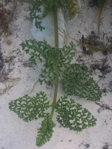 Coastal ragweed (Ambrosia hispida)