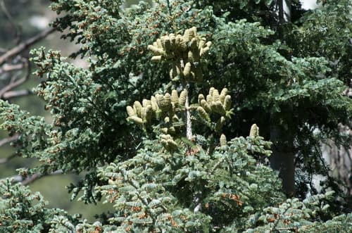 White fir (Abies concolor)