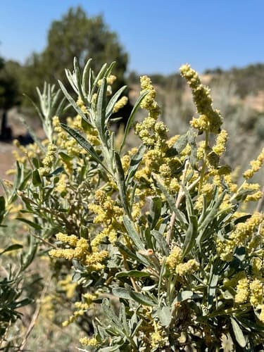 Four-wing Saltbush (Atriplex canescens)
