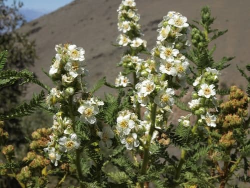 Fernbush (Chamaebatiaria millefolium)