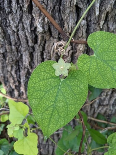 Pearl Milkweed Vine (Matelea reticulata)