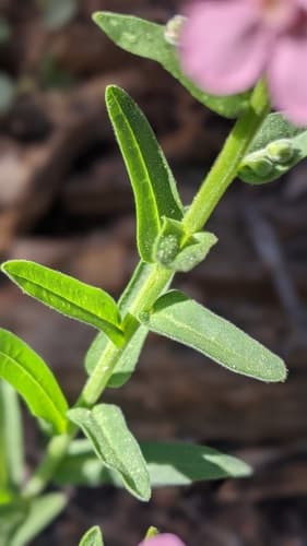 Pink Stickseed (Hackelia mundula)