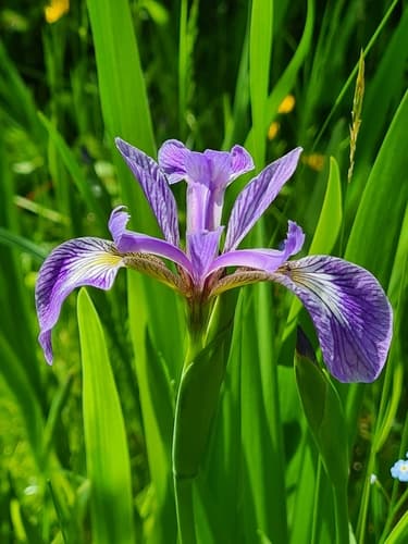 Blue flag (Iris versicolor)