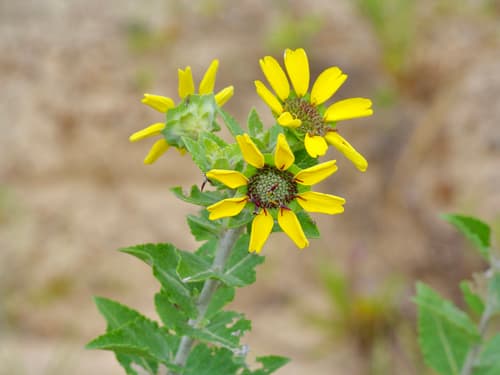 Greeneyes (Berlandiera betonicifolia)
