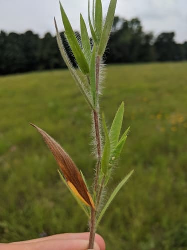 White-Haired Panicgrass (Dichanthelium villosissimum)