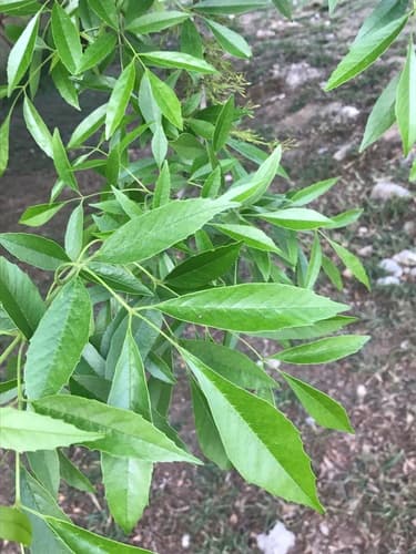 Mexican Ash (Fraxinus berlandieriana)