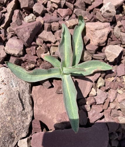 Prairie Agoseris (Agoseris glauca)