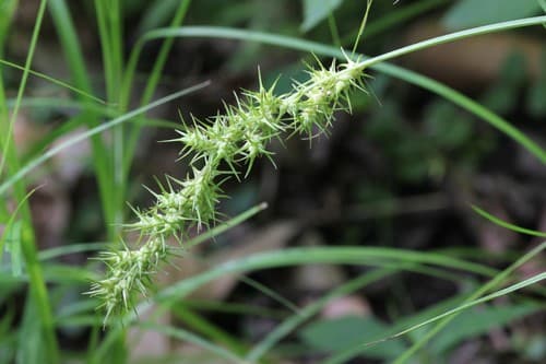 Ravensfoot Sedge (Carex crus-corvi)