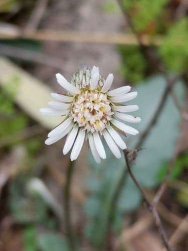 Texas Silverpuff (Chaptalia texana)