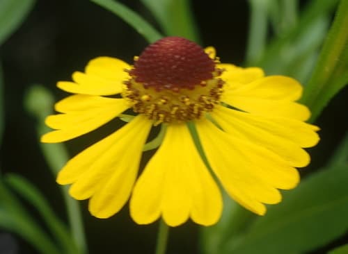 Southern Sneezeweed (Helenium flexuosum)