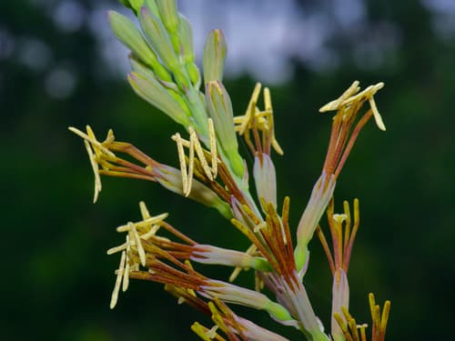 False aloe (Manfreda virginica)